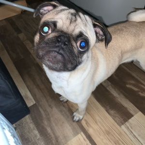 Meet your Posher, Brodie